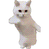 Asso des chats